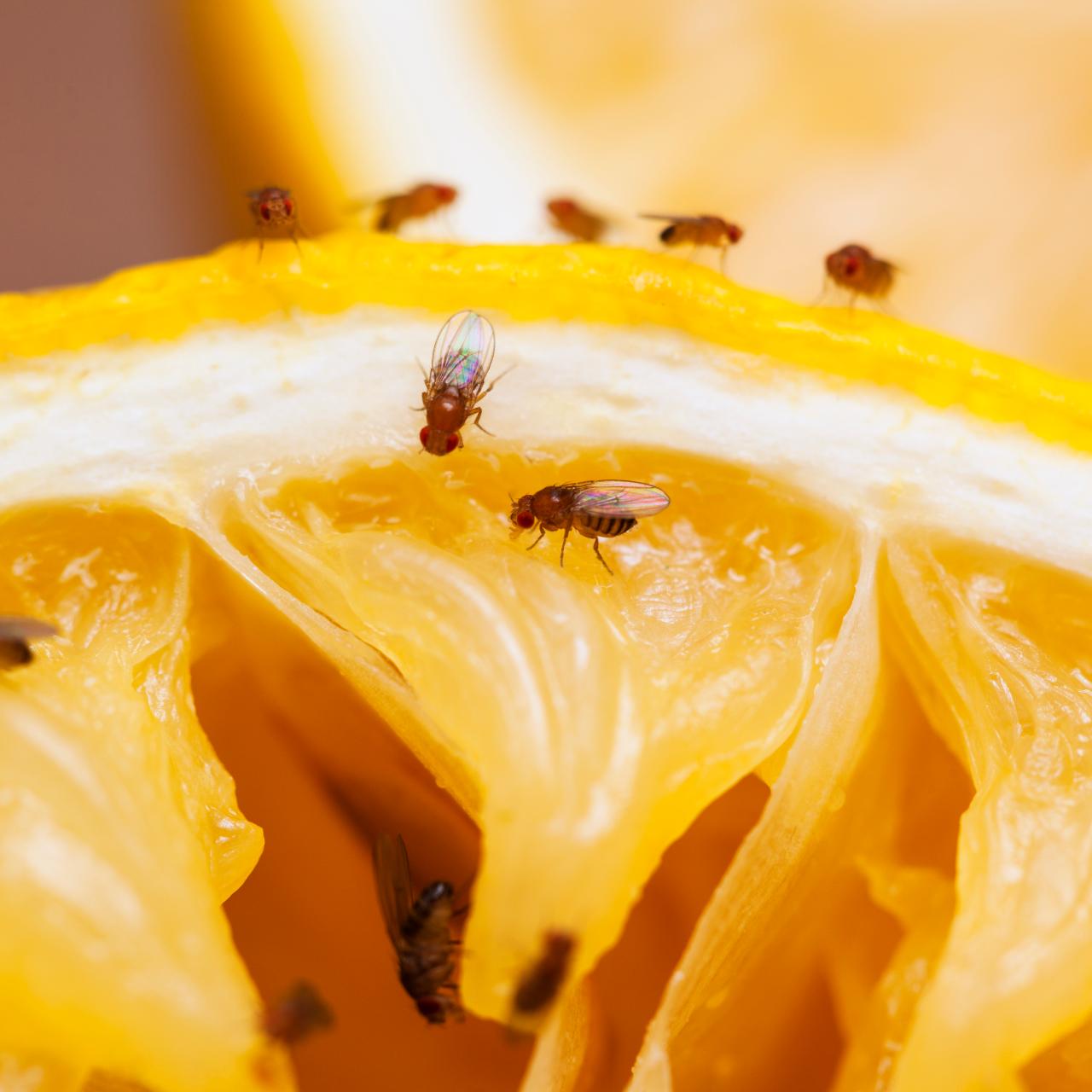 How to Get Rid of Fruit Flies: 6 Easy DIY Traps | HGTV