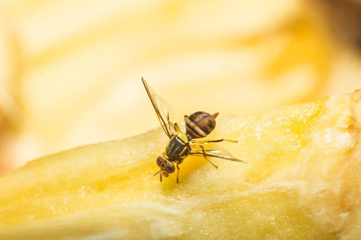 Get Rid of Fruit Flies for Good: Traps, Tricks and Tips - Housewife How-Tos
