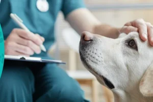 Pet Insurance: The Ultimate Guide for Pet Owners